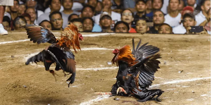 Loại hình đá gà hay