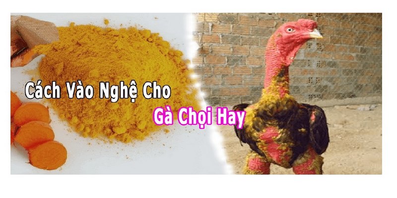 Cách vào nghệ gà chọi