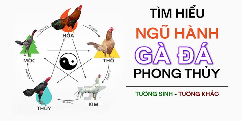 Màu mạng gà đá ngày mai