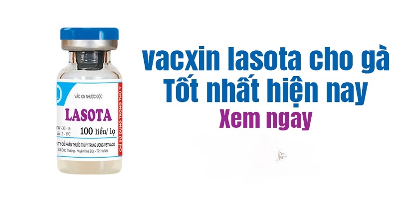 Vacxin Lasota Chịu Nhiệt Có Tác Dụng Gì